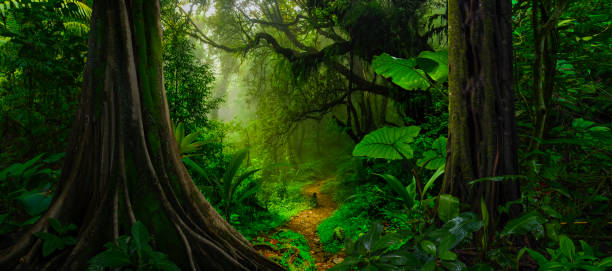 istock Central American tropical rain forest 1411972159