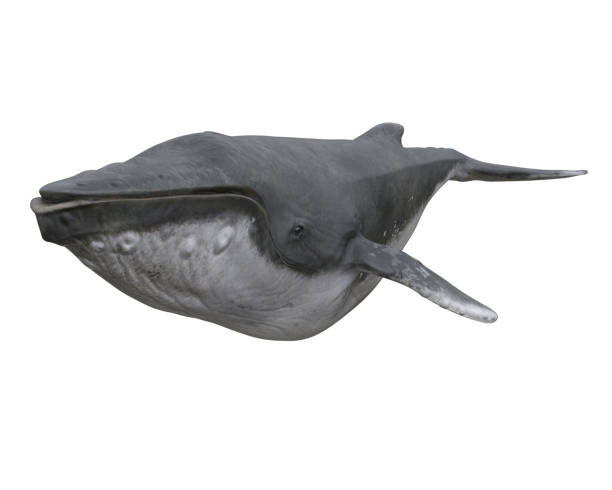 istock Humpback whale front perspective view. 3D rendering isolated on white background with clipping path. 1411972322