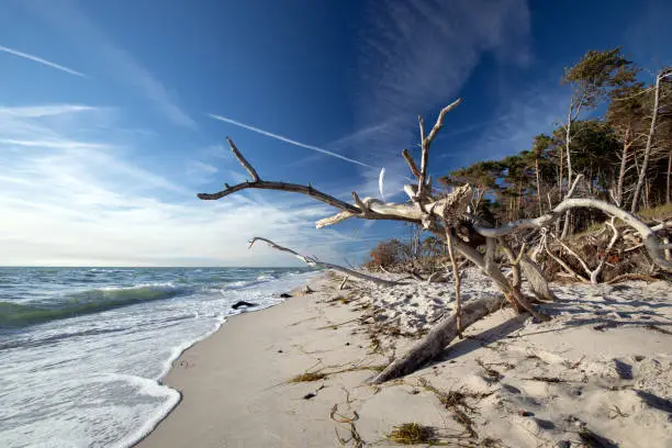dead wood on the west beach of darss