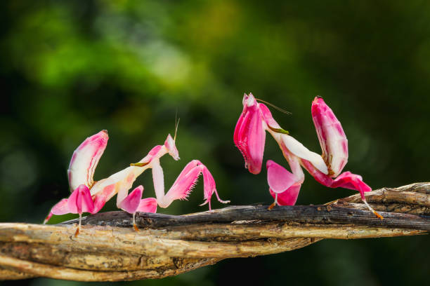 Orchid mantis, Pink orchid mantis, Hymenopus coronatus Orchid mantis, Pink orchid mantis, Hymenopus coronatus, Meeting flower mantis or Flower mantises orchid mantis stock pictures, royalty-free photos & images