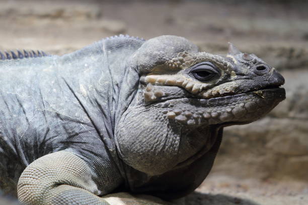 istock The rhinoceros iguana (Cyclura cornuta) 1411972581