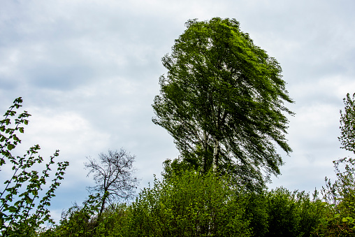 tree with leaves blowing in the wind on cloudy sky background wind moves the leaves