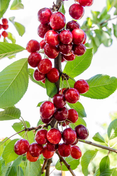 zbliżenie czerwonych wiśni na zewnątrz - cherry cherry tree tree fruit zdjęcia i obrazy z banku zdjęć