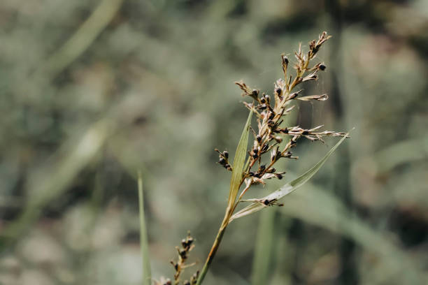 istock tropical grass flower blooming with green bokeh background 1411973708