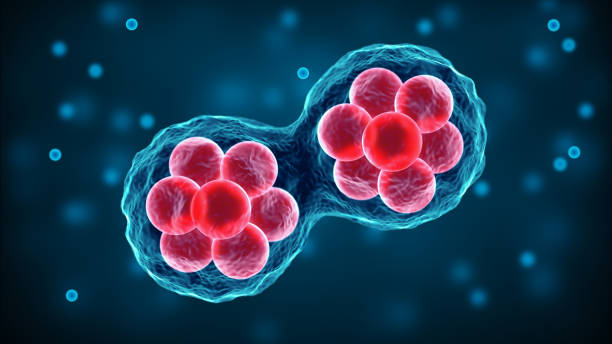 幹細胞は人体の分裂、顕微鏡図。胚細胞の研究細胞療法と再生。有糸分裂とメイオス3d科学イラスト。 - embryo ストックフォトと画像