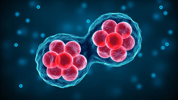 podział komórek macierzystych ludzkiego ciała, widok mikroskopu. badania komórek embrionalnych. terapia komórkowa i regeneracja. mitosis i mejoza 3d ilustracja naukowa. - mitoza zdjęcia i obrazy z banku zdjęć