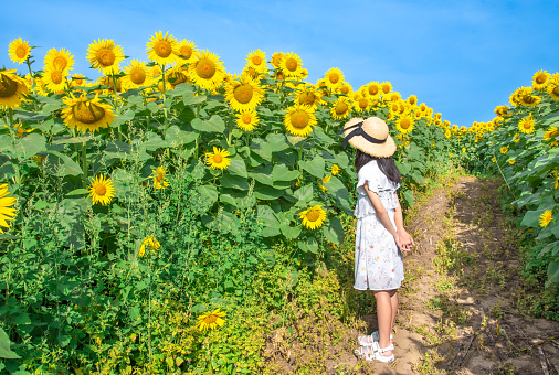 Elementary school girl looking at sunflowers in a sunflower field