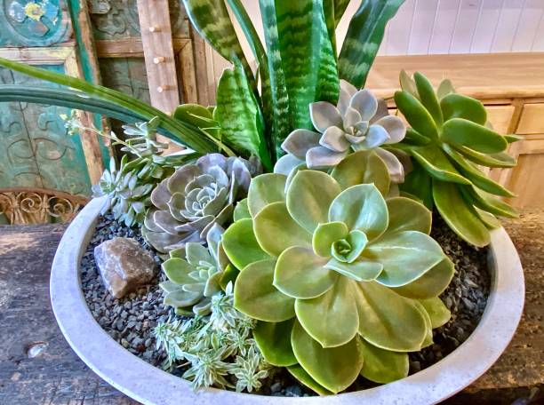 Flowers in pots.