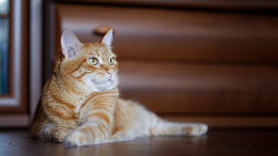 Tabby cat looking at you with suspicious gaze.