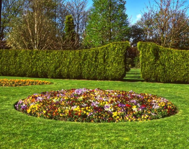 istock Pansies mixed flowering bed 1411976099