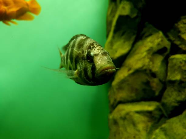 istock Fish cichlazoma black-striped 1411976253