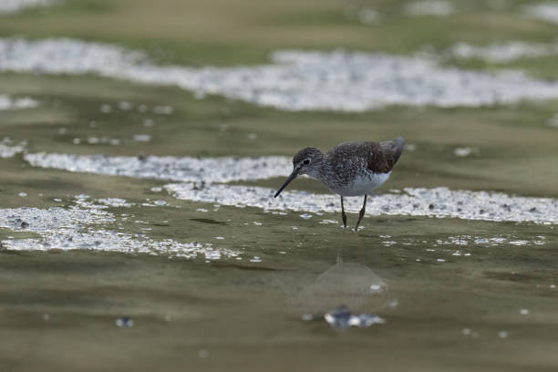 istock Sandpiper in shallow water 1411976386