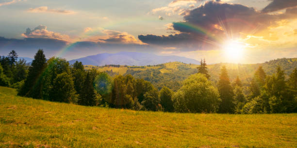 istock coniferous forest on the hill at sunset 1411977371
