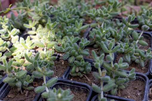 delosperma echinatum seedlings in small pots in greenhouse