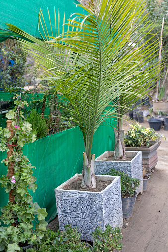 Dypsis lutescens areca palm in cement pots
