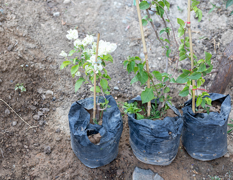 bougainvillea seedlings in plastic bags