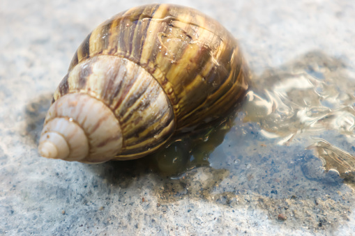 Adult conch on cement background