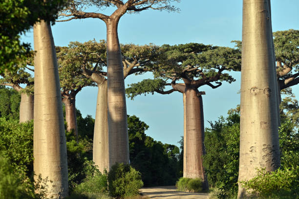 istock Baobab Alley , Madagascar nature 1411978987