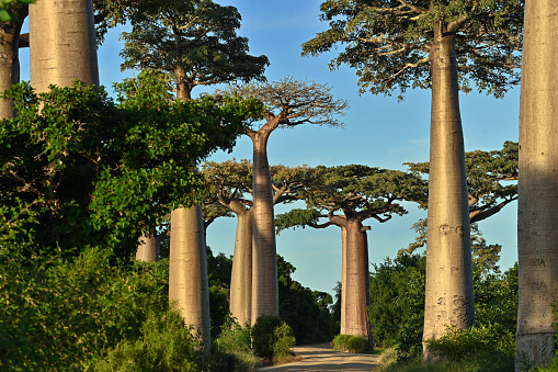 Baobab Alley , Madagascar nature