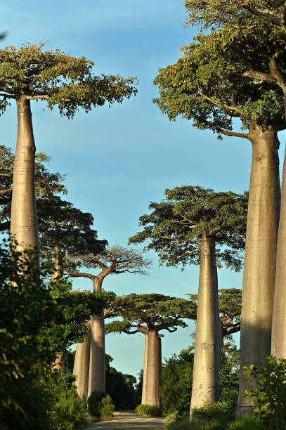 baobab alley , przyroda madagaskaru - baobab zdjęcia i obrazy z banku zdjęć