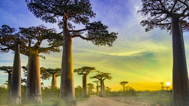 Baobab Alley Sunrise, Madagascar nature stock photo