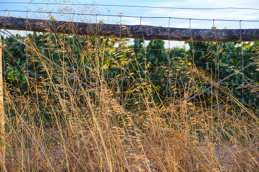 Golden dry uncollected hay grass growing at the edge of the road in a wire fence with trees on the background during a summer sunset