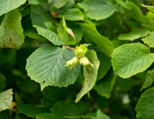 istock Green hazelnuts growing on bush in park 1411979981