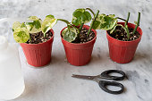 epipremnum-njoy-pothos-zimmerpflanze-vermehrt-sich-in-kleinen-pflanzen-konzept-der-vermehrung.jpg?b=1&s=170x170&k=20&c=Qv8Dr1AJS_dPT4yT7dt352sXiEe9gJs98988G6AvQzk=