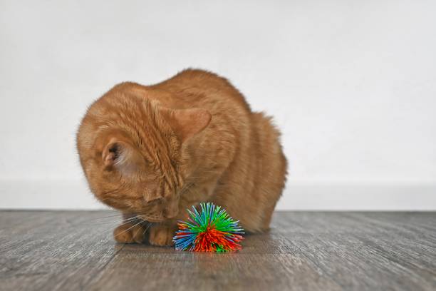 istock Cute ginger Cat Playing with a toy ball. 1411980256