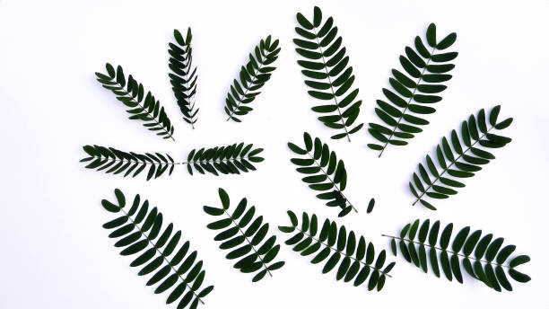istock Leucaena glauca leaves on white background 1411980465
