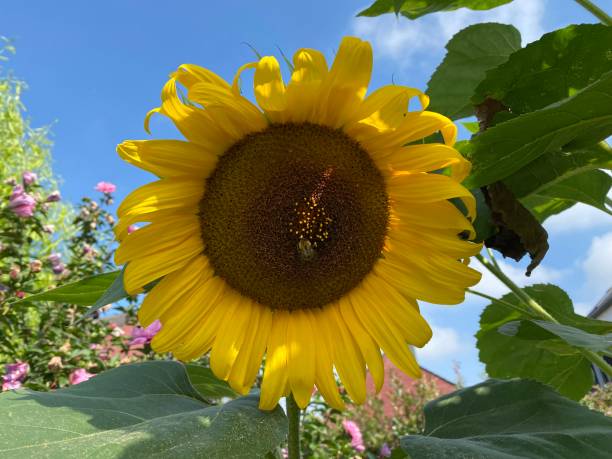 istock sunflowers and insects 1411981440