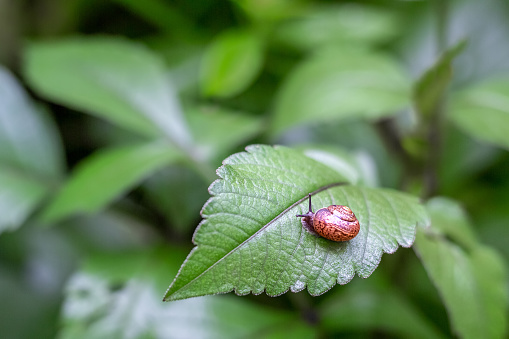 A snail with horns in a patterned iridescent lacquered shell on a large beautiful green leaf in the evening in the garden. Copy space