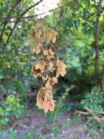 Dead leaves on a branch