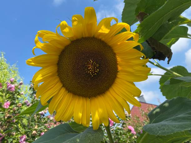istock sunflowers and insects 1411982266