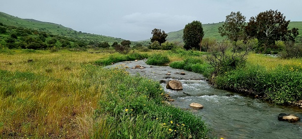 Jordan River Flowing in Green Israeli Countryside during Springtime, Golan Heights