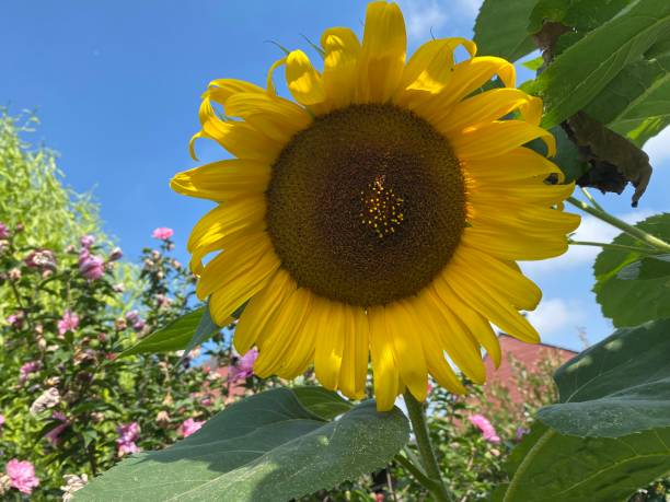 istock sunflowers and insects 1411982838