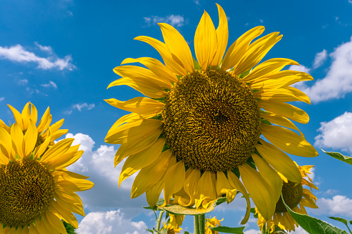 Yellow sunflower against a bright blue sky with white clouds in sunny weather in July