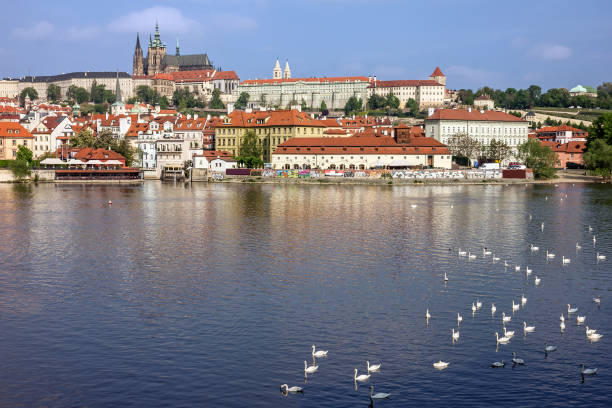 Prague, Czech Republic - June 30, 2022: Prague Castle and swans on river Vltava