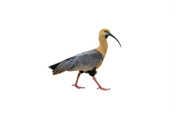 istock black-faced ibis isolated on white background 1411984326