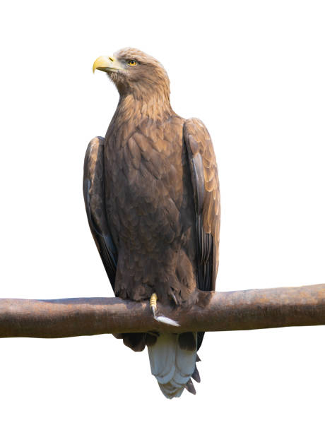 istock White-tailed sea-eagie isolated on white 1411984346