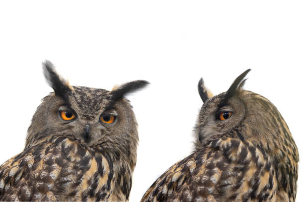 istock portrait two owl isolated on white background 1411984370