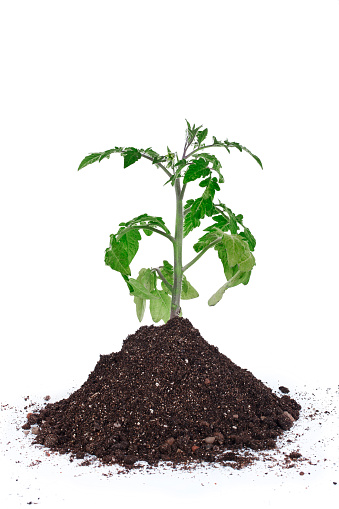 Sprout of tomato plant with soil isolated on a white background.