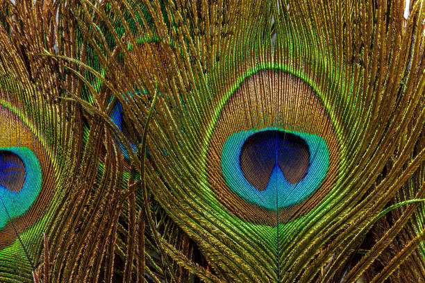 istock macro peacock feathers,Peacock Feathers Background 1411987881