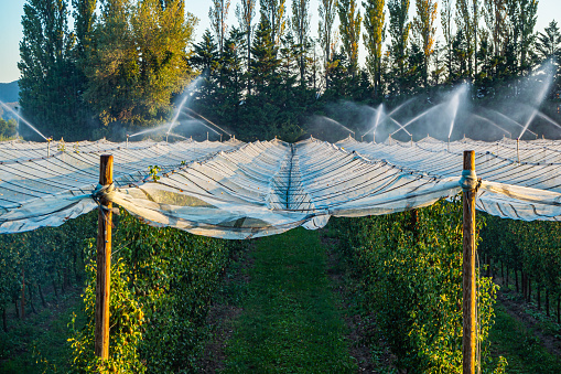 Watering a field with pear trees with hail net over trees during the setting sun
