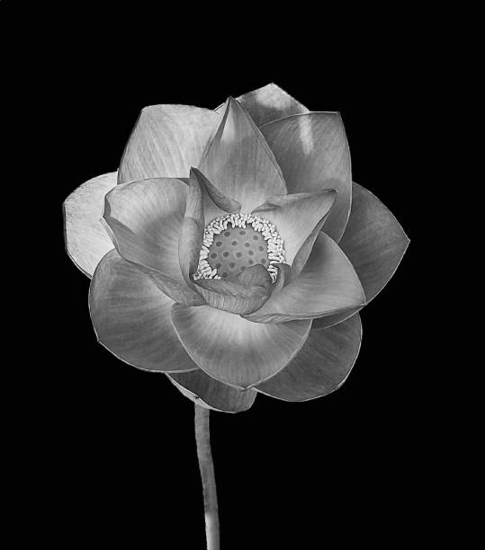 istock Monochrome lotus flower. 1411989724