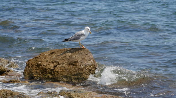 istock Seagull on a rock by the sea 1411990168
