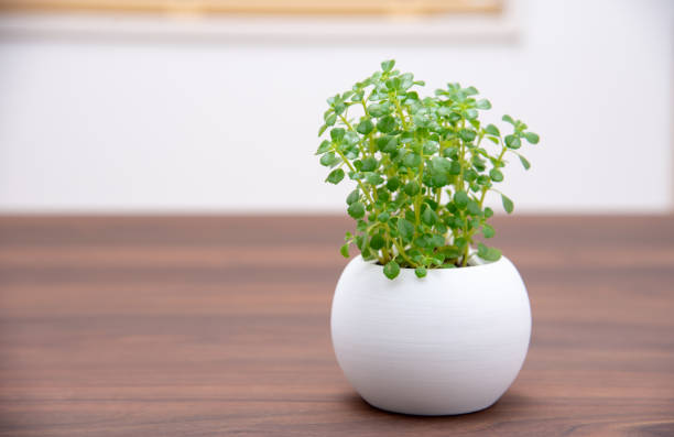 istock houseplants on the dining table 1411992400