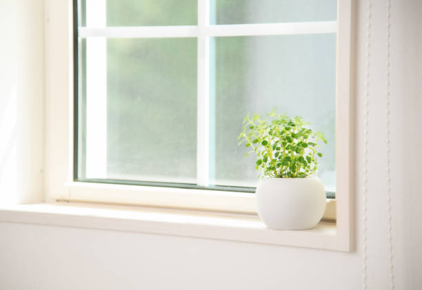 Chinese Money plant in a pot.