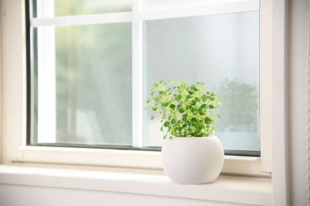 istock houseplants by the window 1411992431