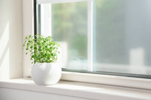 istock houseplants by the window 1411992435